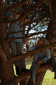 arbre